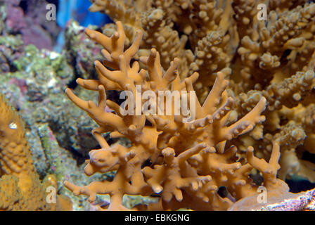 Stony Coral (Acropora spec.), Detailansicht Stockfoto