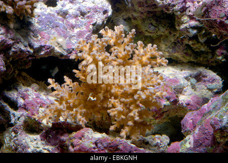 Stony Coral (Acropora spec.), unter Steinen Stockfoto