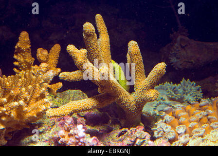 Stony Coral (Acropora spec.), Kolonie Stockfoto