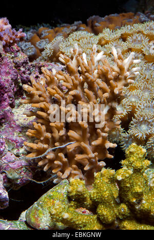 Stony Coral (Acropora spec.), neben mehreren anderen Korallen Stockfoto