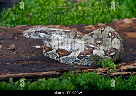 Red-tailed Boa (Boa Constrictor Constrictor), zusammengerollt Stockfoto