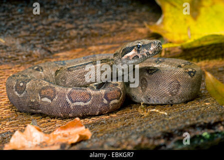 Red-tailed Boa (Boa Constrictor Constrictor), zusammengerollt Stockfoto