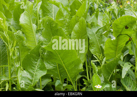 Meerrettich, Meerrettich (Armoracia Rusticana, Cochlearia Armoracia), Blätter, Deutschland Stockfoto