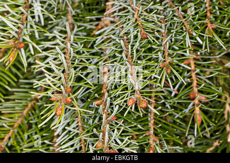 Serbische Fichte (Picea Omorika), Zweige Stockfoto