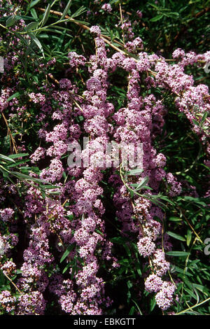 Brunnen-Sommerflieder (Buddleja Alternifolia), blühende Zweige Stockfoto