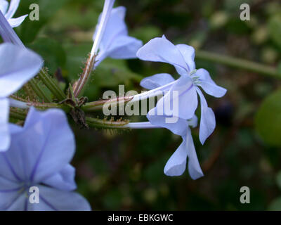 Cape Leadwort, Skyflower, Cape Plumbago (Plumbago Auriculata, Plumbago Capensis), Blumen Stockfoto