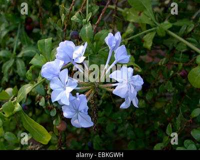 Cape Leadwort, Skyflower, Cape Plumbago (Plumbago Auriculata, Plumbago Capensis), Blumen Stockfoto