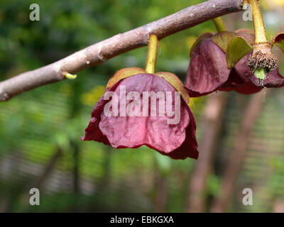 gemeinsamen Papaya, Cherimoya (Asimina Triloba), Blumen Stockfoto