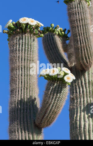 Saguaro-Kaktus (Carnegiea Gigantea, Cereus Giganteus), blühen, USA, Arizona, Phoenix Stockfoto