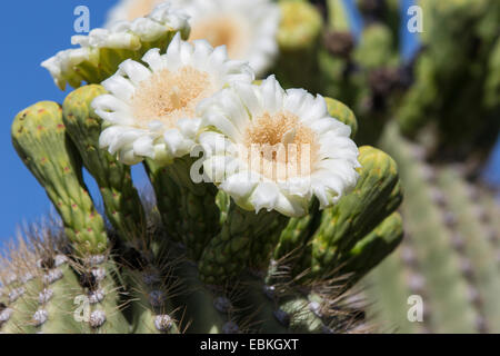 Saguaro-Kaktus (Carnegiea Gigantea, Cereus Giganteus), Blume, USA, Arizona, Phoenix Stockfoto