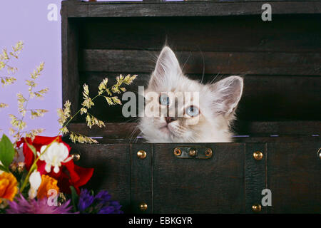 Heiligen Katze von Birma, Birma (Felis Silvestris F. Catus), Kätzchen in eine Holzkiste Stockfoto