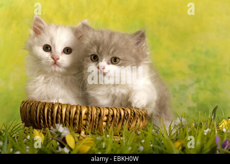 British Longhair, Highlander, Flachländer (Felis Silvestris F. Catus), zwei Kätzchen sitzen in einem Weidenkorb auf einer Wiese Stockfoto