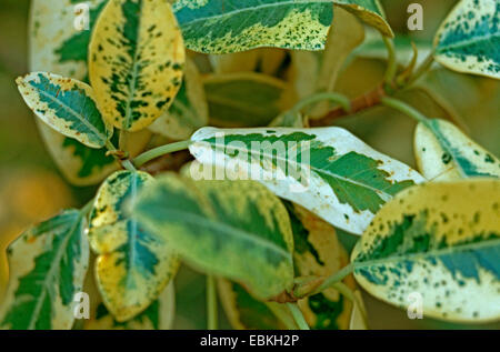 Port Jackson Fig, Rusty-Blatt Feigen (Ficus Rubiginosa Variegata, Ficus Australis Variegata), Sorte variegata Stockfoto