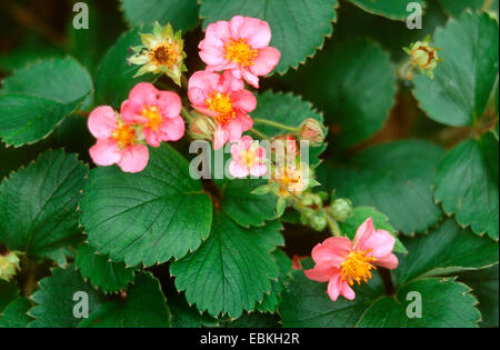 Zier-Erdbeere (Fragaria Vesca 'Pink Panda', Fragaria Vesca Pink Panda), blühen Stockfoto