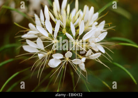 Spinne Blume (Cleome Hassleriana, Cleome Spinosa), Sorte Helen Campdell Stockfoto