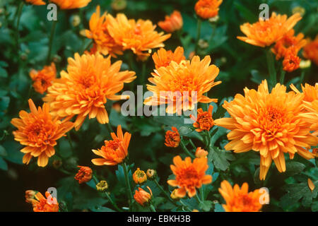 Costmary, chinesische Aster, Chrysantheme, Mama, Mama Garten blühen (Dendranthema x Grandiflorum, Dendranthema Grandiflorum, Dendranthema Indica, Chrysanthemum Indicum, Chrysantheme Grandiflorum, Chrysantheme X grandiflorum), Stockfoto