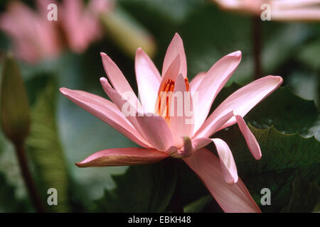 Seerose, Lily Pond (Nymphaea Texas Shell Pink, Nymphaea Texas Shell Pink), Texas Schale rosa blühende Sorte Stockfoto