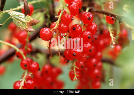 nördliche rote Johannisbeere (Ribes Rubrum Macherauchs Spaete Riesentraube, Ribes Rubrum "Macherauchs Spaete Riesentraube"), rote Johannisbeeren auf einem Busch Stockfoto