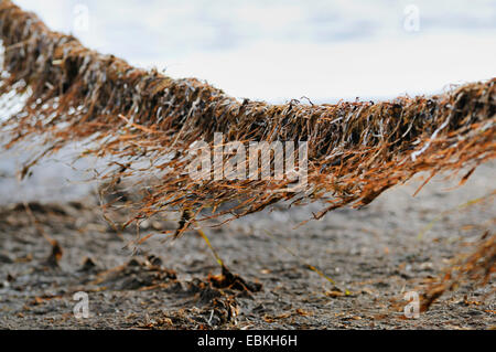 getrocknete Algen auf dem Zaun im Wind, Deutschland, Mecklenburg-Vorpommern Stockfoto