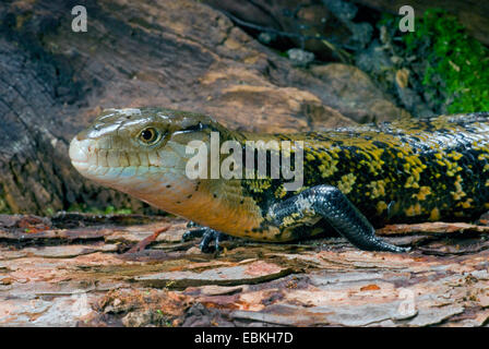 Indonesische blau genutet Skink, riesige blaue genutet Skink (Tiliqua Gigas), auf Rinde Stockfoto