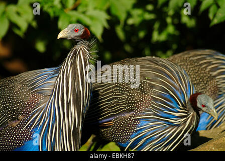 vulturine Perlhühner (Acryllium Vulturinum), vulturine Guineafowls zusammenstehen Stockfoto