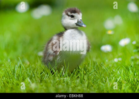 Nilgans (Alopochen Aegyptiacus), Gans Küken stehen auf einer Wiese, Deutschland Stockfoto