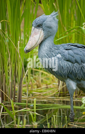 Unter der Leitung von Wal Storch, Schuhschnabel (Balaeniceps Rex), stehend im Schilf Stockfoto