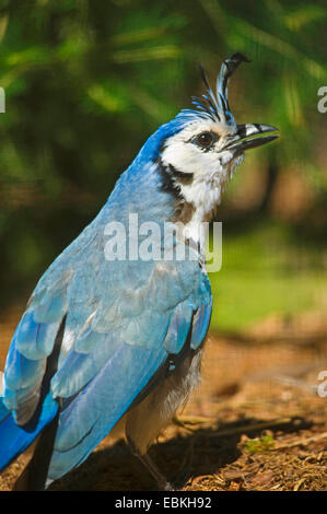 weiße-throated Elster-Jay (Calocitta Formosa), sitzen auf dem Boden Stockfoto