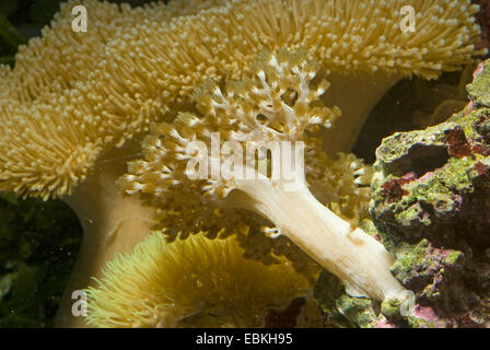 Kenia Baum Coral (Capnella Imbricata), Detailansicht Stockfoto