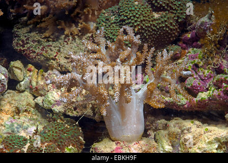 Kenia-Baum-Koralle (Capnella Imbricata), Seitenansicht Stockfoto