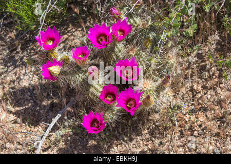 Erdbeer-Igel (Echinocereus Engelmannii), blühen, USA, Phoenix, Arizona, Sonora-Wüste Stockfoto