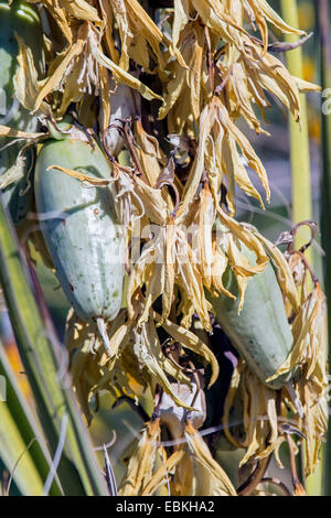 Banane Yucca, Datil Yucca (Yucca Baccata), Früchte, USA, Arizona, Phoenix Stockfoto