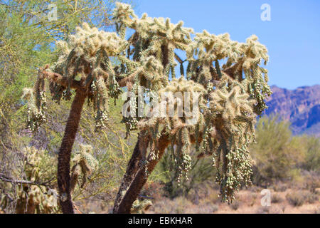 Kette Fruit Cholla, Sonora Jumping Cholla (Cylindropuntia Fulgida), mit Früchten, USA, Arizona, Phoenix Stockfoto