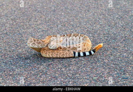 Western Diamondback Klapperschlange (Crotalus Atrox), bedrohlich, liegen auf der Straße, USA, Arizona, Phoenix Stockfoto