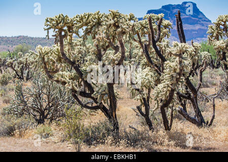 Kette Fruit Cholla, Pflanzen Sonora Jumping Cholla (Cylindropuntia Fulgida), alte mit Früchten, USA, Arizona, Phoenix Stockfoto