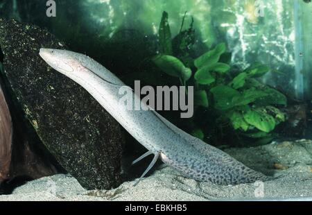 Afrikanischer Lungenfisch (Protopterus vgl. Dolloi), auf dem Boden Stockfoto