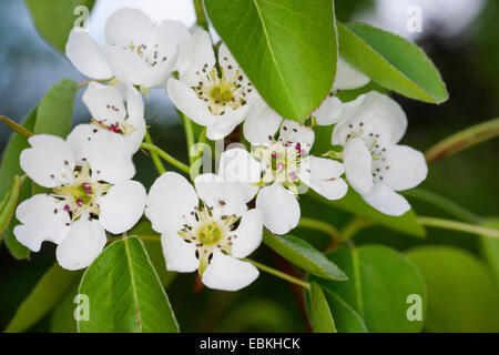 Europäische Wildbirne (Pyrus Pyraster), blühenden Zweig, Deutschland Stockfoto