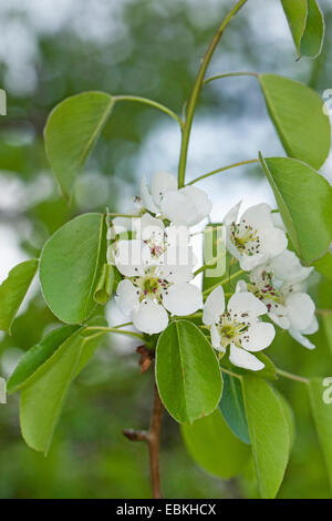 Europäische Wildbirne (Pyrus Pyraster), blühenden Zweig, Deutschland Stockfoto