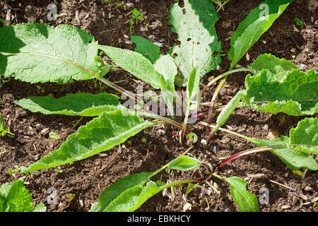 schwarze Königskerze (Verbascum Nigrum), Blätter vor der Blüte, Deutschland Stockfoto