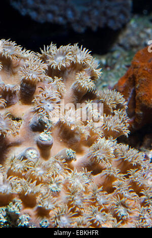 Tasse-Koralle (Turbinaria spec.), Ansicht von oben Stockfoto