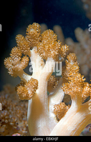 Weichkorallen (Cladiella spec.), Detailansicht Stockfoto