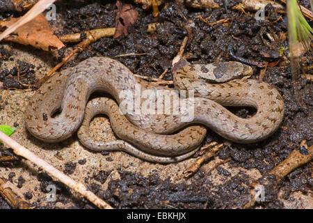 Schlingnatter (Coronella Austriaca), zusammengerollt, Deutschland Stockfoto