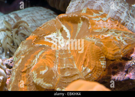 Green Cat Eye Coral (Cynarina Lacrymalis), Detailansicht Stockfoto