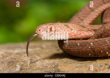 Ei-Essen Schlange, afrikanische Ei Essen Schlange (Dasypeltis Scabra), Porträt, streichen Stockfoto