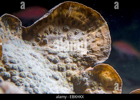 Stony Coral (Echinophyllia spec.), Detailansicht Stockfoto