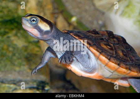 Rotbauch-kurz-necked Turtle (Emydura Subglobosa, Emydura Albertisii), Schwimmen Stockfoto