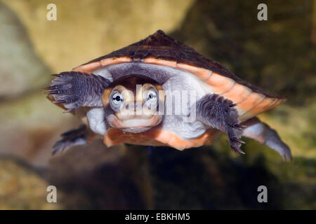 Rotbauch-kurz-necked Turtle (Emydura Subglobosa, Emydura Albertisii), Frontansicht Stockfoto