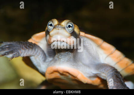 Rotbauch-kurz-necked Turtle (Emydura Subglobosa, Emydura Albertisii), portrait Stockfoto