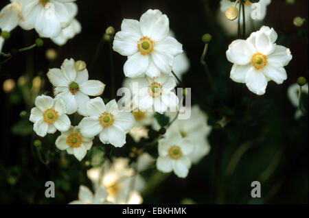 Japanische Anemone, japanische Windflower (Anemone Japonica, Anemone Hupehensis var. Japonica) Sorte ' Honorine Jobert Stockfoto