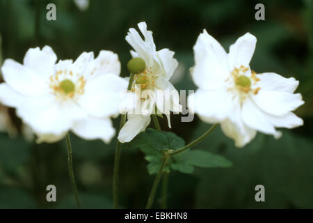 Japanische Anemone, japanische Windflower, chinesische Anemone (Anemone 'Honorine Jobert', Anemone Honorine Jobert), blühen Stockfoto